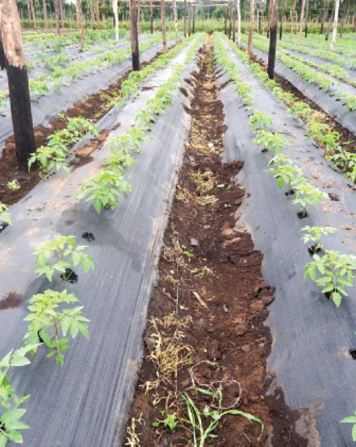 Crop Production & Horticulture